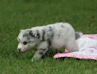 Lilly, a female Pomsky for sale in Wolfe City, TX – Photo 3 of 6