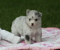 Lilly, a female Pomsky for sale in Wolfe City, TX – Photo 2 of 6