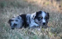 Scout, a male Miniature Australian Shepherd for sale in Wolfe City, TX – 2 of 2