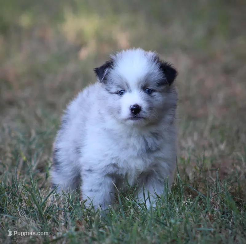 Justice – Pomsky puppy for sale in Wolfe City, TX