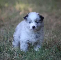 Justice, a male Pomsky for sale in Wolfe City, TX – 1 of 4