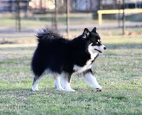 Dandy, a male Pomsky for sale in Wolfe City, TX – Photo 6 of 7
