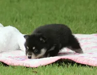 Dandy, a male Pomsky for sale in Wolfe City, TX – Photo 2 of 7