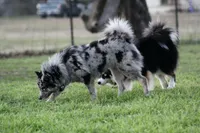 Dandy, a male Pomsky for sale in Wolfe City, TX – Photo 7 of 7