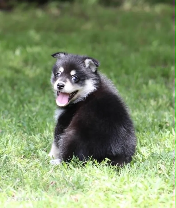 Dandy – Pomsky puppy for sale in Wolfe City, TX
