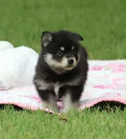 Dandy, a male Pomsky for sale in Wolfe City, TX – Photo 3 of 7