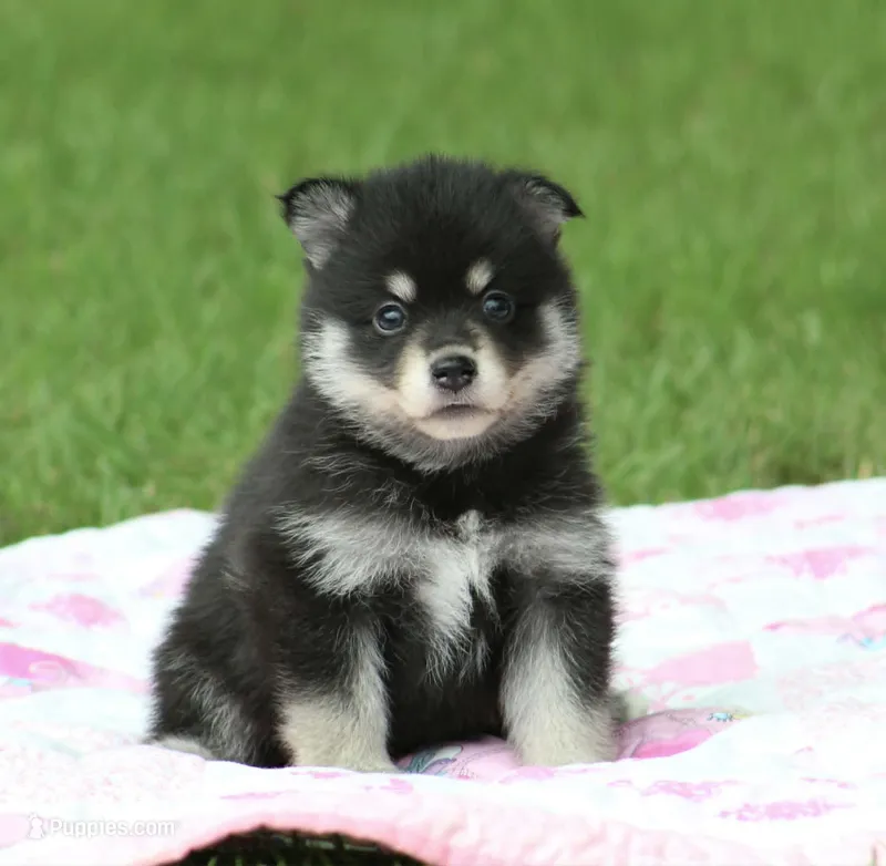 Dandy – Pomsky puppy for sale in Wolfe City, TX