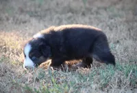 Blue, a male Miniature Australian Shepherd for sale in Wolfe City, TX – 7 of 7