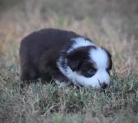 Poppy, a female Miniature Australian Shepherd for sale in Wolfe City, TX – 5 of 5