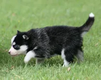 Iris, a female Pomsky for sale in Wolfe City, TX – Photo 2 of 6