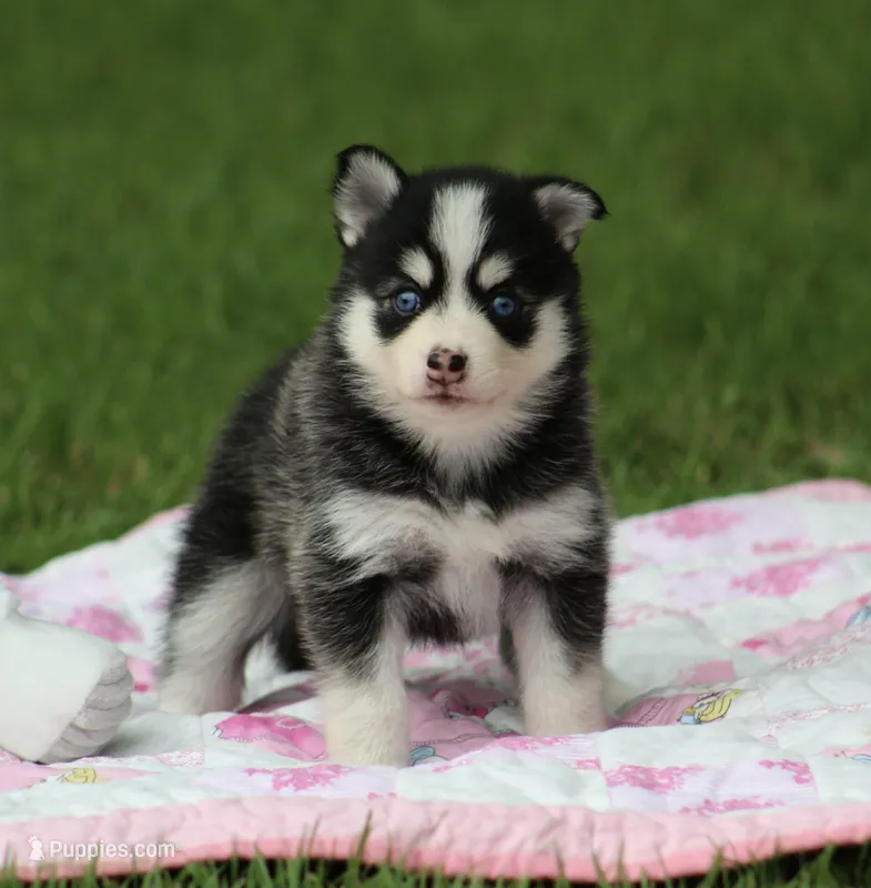 Iris – Pomsky puppy for sale in Wolfe City, TX
