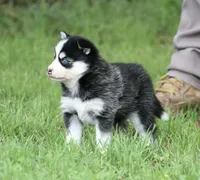 Iris, a female Pomsky for sale in Wolfe City, TX – 3 of 4