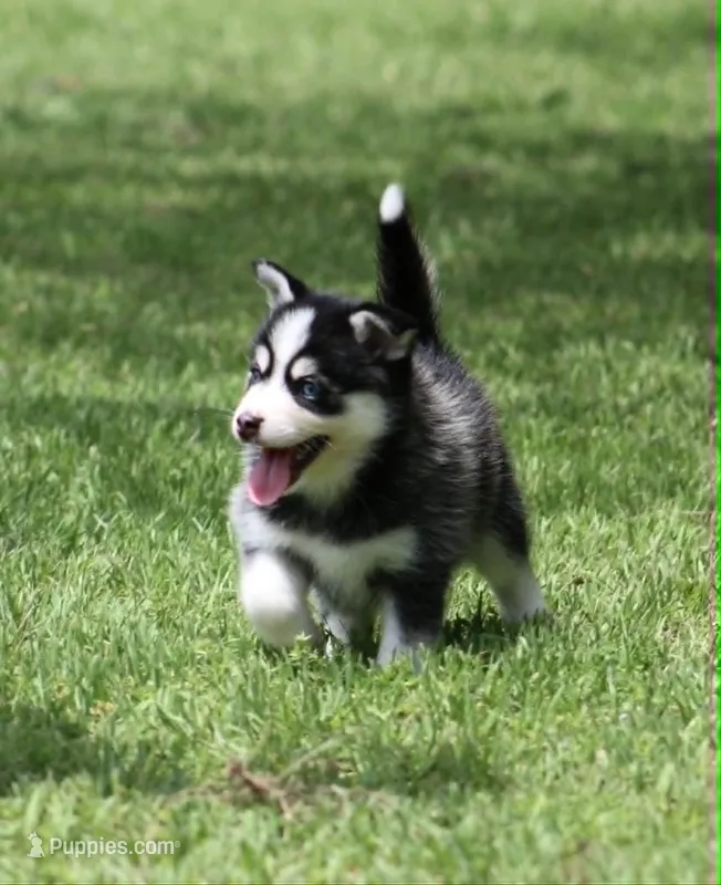 Iris – Pomsky puppy on hold in Wolfe City, TX