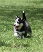 Iris, a female Pomsky for sale in Wolfe City, TX – 1 of 4