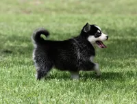 Iris, a female Pomsky for sale in Wolfe City, TX – 2 of 4