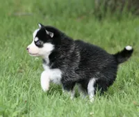 Iris, a female Pomsky for sale in Wolfe City, TX – 4 of 4