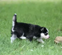 Iris, a female Pomsky for sale in Wolfe City, TX – Photo 3 of 6