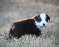 Poppy, a female Miniature Australian Shepherd for sale in Wolfe City, TX – 2 of 5