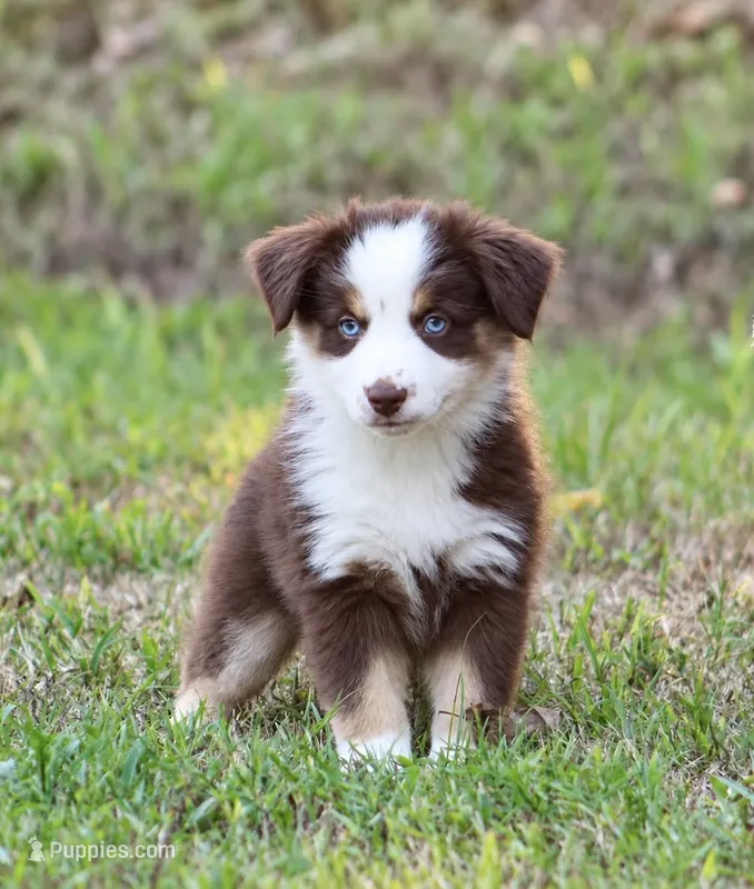 Poppy – Miniature Australian Shepherd puppy for sale in Wolfe City, TX