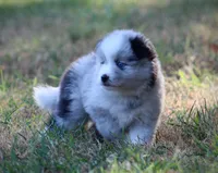 Justice, a male Pomsky for sale in Wolfe City, TX – 2 of 4