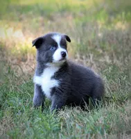 Major, a male Pomsky for sale in Wolfe City, TX – 5 of 5