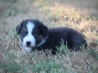 Blue, a male Miniature Australian Shepherd for sale in Wolfe City, TX – 6 of 7