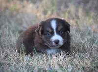 Cricket, a female Miniature Australian Shepherd for sale in Wolfe City, TX – 1 of 4