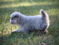Glory, a female Pomsky for sale in Wolfe City, TX – 5 of 8
