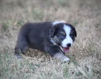Blue, a male Miniature Australian Shepherd for sale in Wolfe City, TX – 3 of 7
