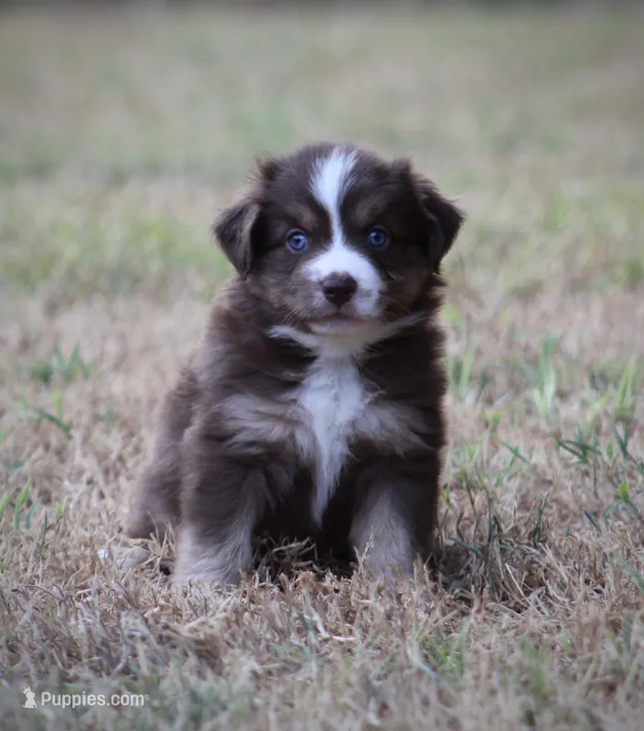 Cricket – Miniature Australian Shepherd puppy for sale in Wolfe City, TX
