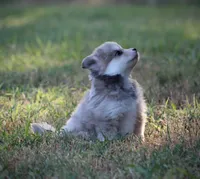 Star, a female Pomsky for sale in Wolfe City, TX – 4 of 5