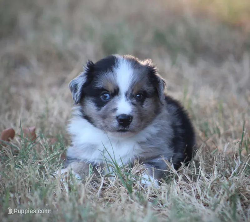 Scout – Miniature Australian Shepherd puppy for sale in Wolfe City, TX