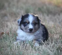 Scout, a male Miniature Australian Shepherd for sale in Wolfe City, TX – 1 of 2