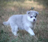 Rebel, a male Pomsky for sale in Wolfe City, TX – 5 of 6