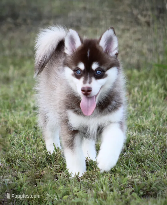 Cosmo – Pomsky puppy for sale in Wolfe City, TX