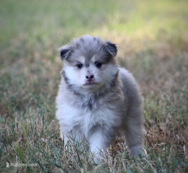 Star – Pomsky puppy for sale in Wolfe City, TX