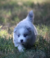 Glory, a female Pomsky for sale in Wolfe City, TX – 8 of 8