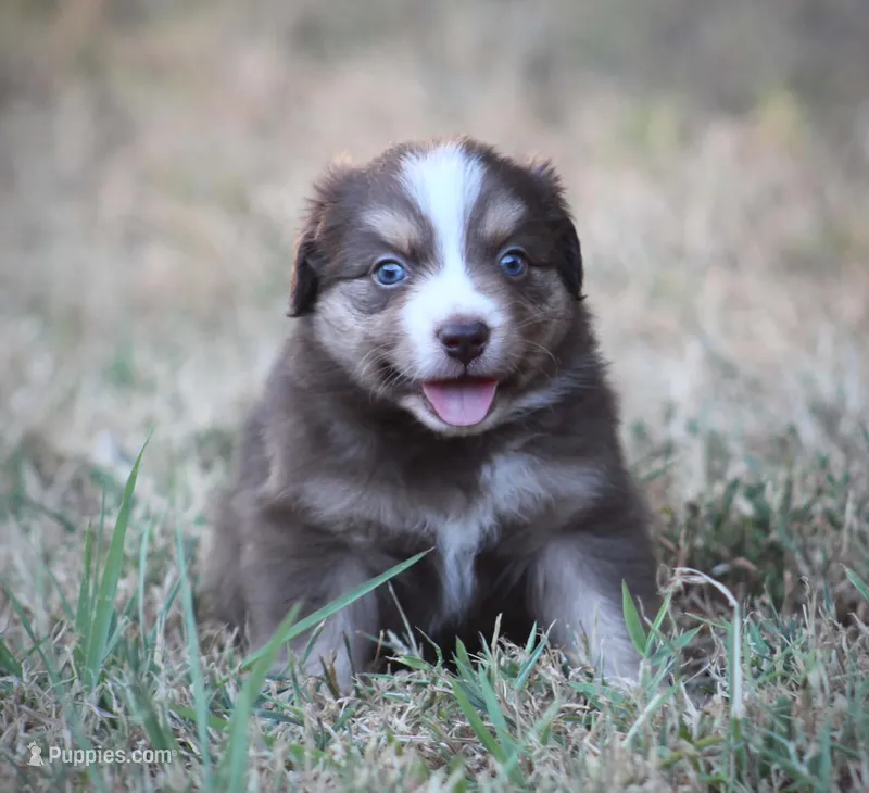 August – Miniature Australian Shepherd puppy for sale in Wolfe City, TX