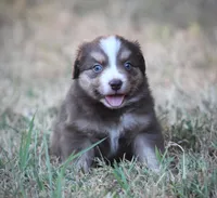 August, a male Miniature Australian Shepherd for sale in Wolfe City, TX – 1 of 6