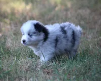 Justice, a male Pomsky for sale in Wolfe City, TX – 4 of 4