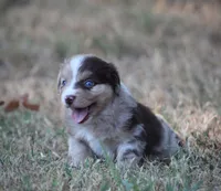 Sunny, a male Miniature Australian Shepherd for sale in Wolfe City, TX – 3 of 5