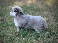 Star, a female Pomsky for sale in Wolfe City, TX – 5 of 5