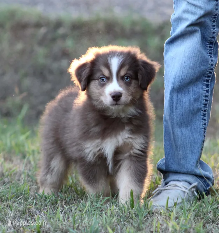 August – Miniature Australian Shepherd puppy for sale in Wolfe City, TX