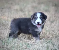 Blue, a male Miniature Australian Shepherd for sale in Wolfe City, TX – 4 of 7