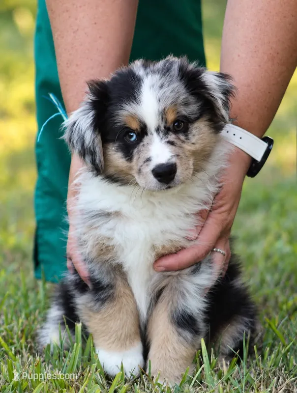 Scout – Miniature Australian Shepherd puppy for sale in Wolfe City, TX