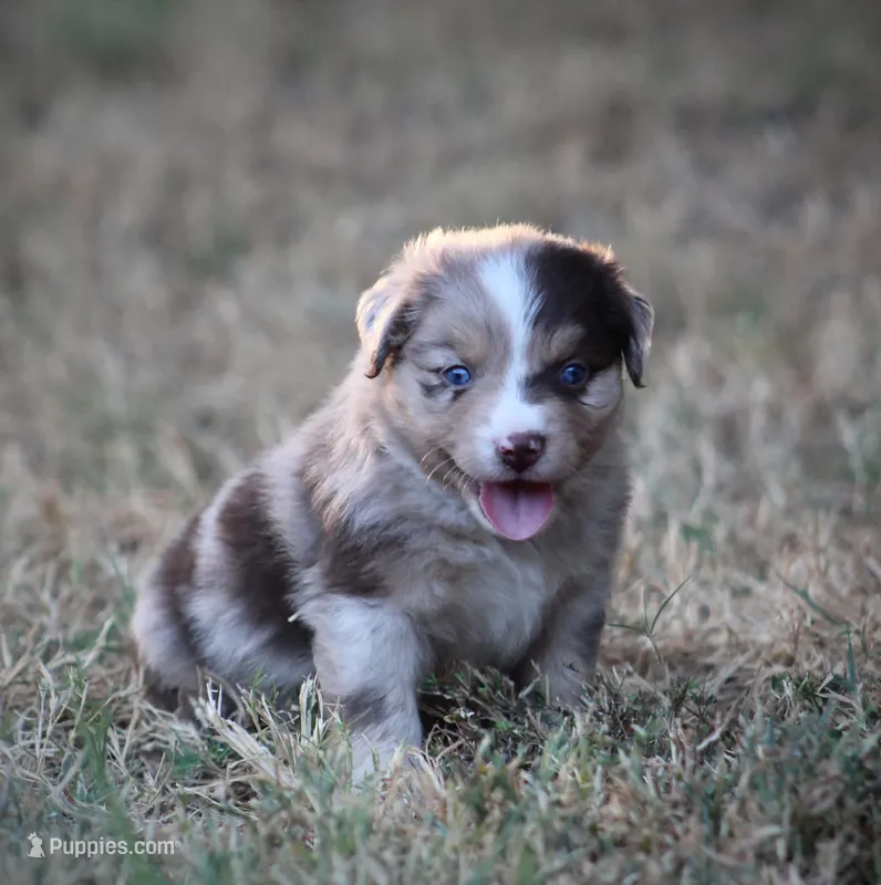 Sunny – Miniature Australian Shepherd puppy for sale in Wolfe City, TX