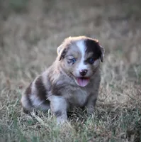 Sunny, a male Miniature Australian Shepherd for sale in Wolfe City, TX – 1 of 5