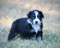 Summer, a female Miniature Australian Shepherd for sale in Wolfe City, TX – 3 of 4