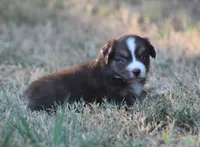 Cricket, a female Miniature Australian Shepherd for sale in Wolfe City, TX – 2 of 4