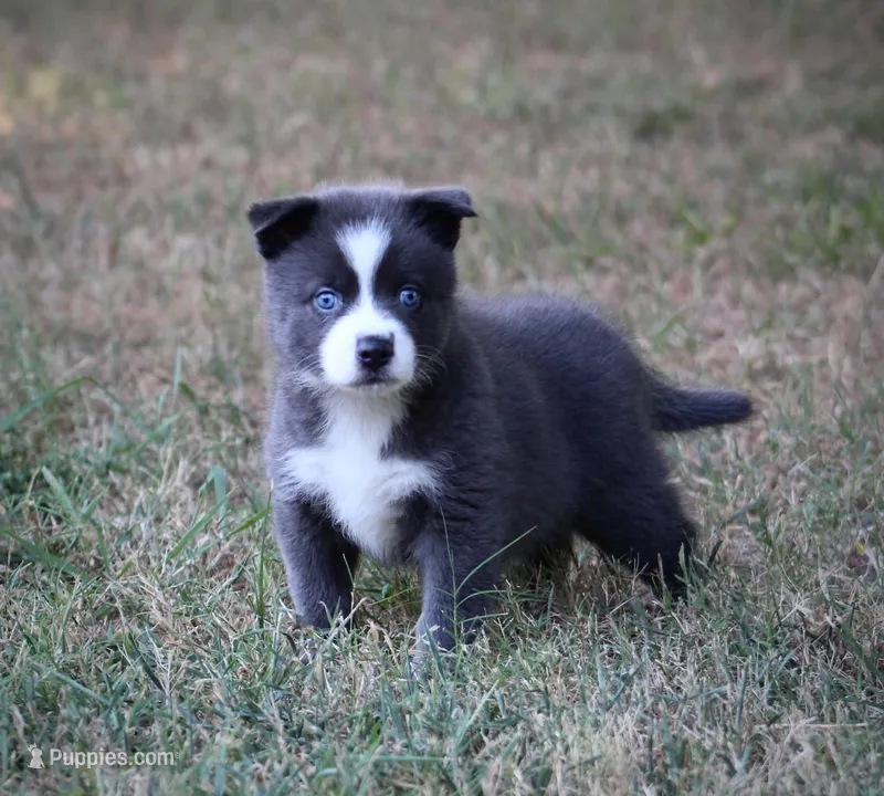 Major – Pomsky puppy for sale in Wolfe City, TX